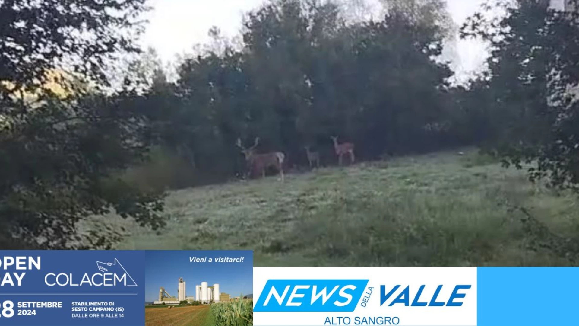 Colli a Volturno: spettacolo naturale...intera famiglia di Cervi avvistata a pochi passi dal centro cittadino. GUARDA IL VIDEO